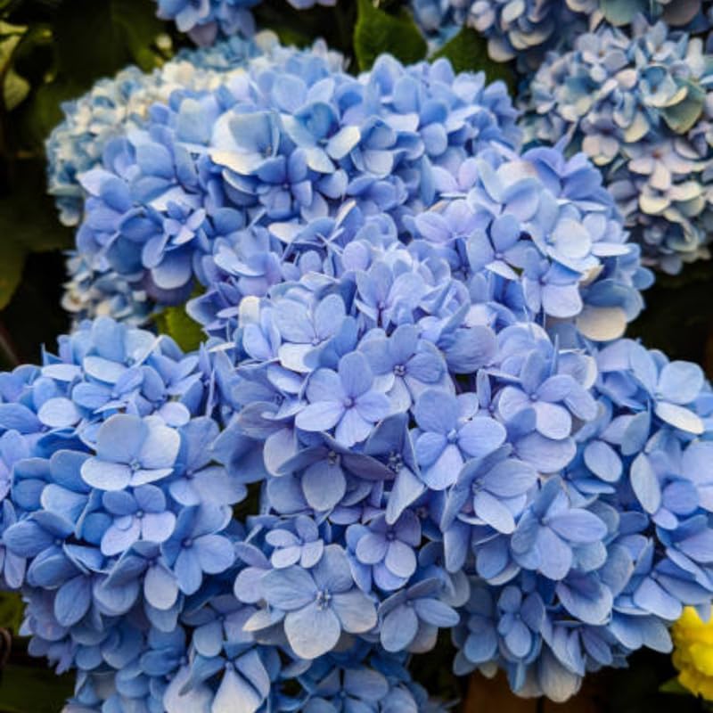 2 Nikko Blue Hydrangea Live Plants, 12-18 Inch Tall in 2.5 Inch Pot, Low Maintenance Flowering Shrub, Robust Well-Rooted Starter Plant