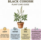 5 Live Black Cohosh Roots Bugbane, Easy Care Actaea Racemosa, Shade Plants Outdoor Perennial with Tall White Flower Spikes for Woodland Gardens & Borders