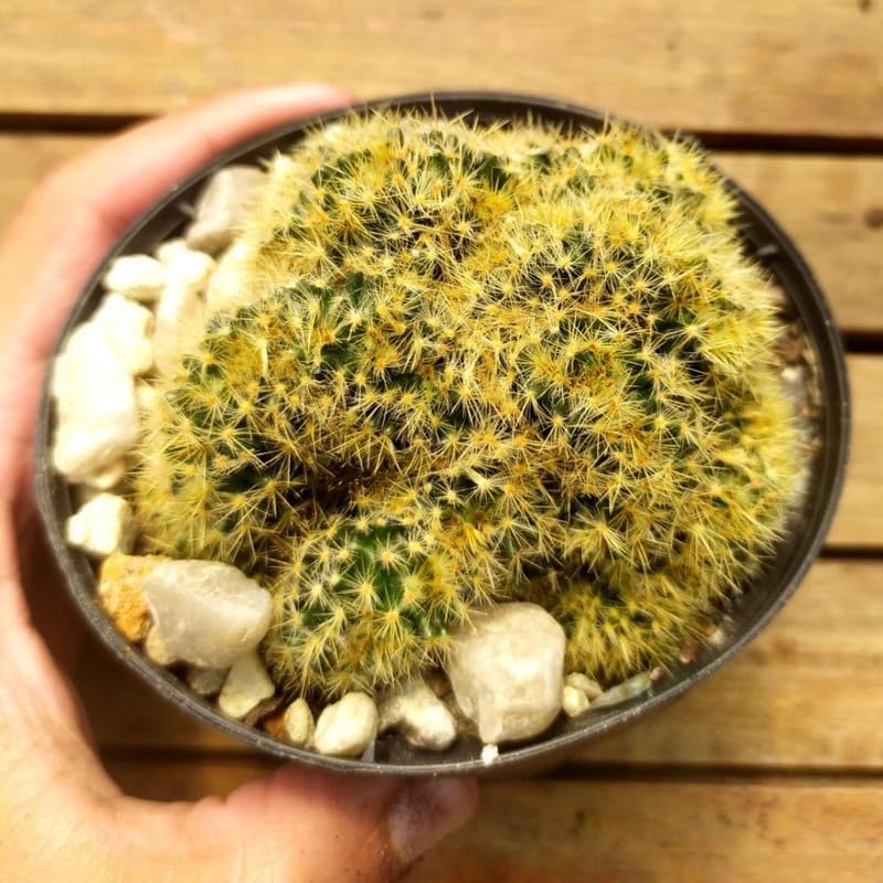 Golden Brain Cactus Trees in 2.5-6" Inch Pots for Planting | Rare & Unique Live Cactus Plants | Suitable for Indoor & Office Displays