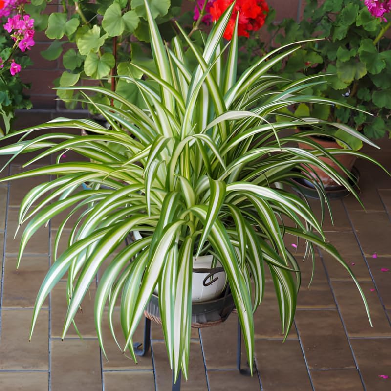 2 Curly Spider Plant Live in 4 Inch Pot, Live Spider Plants Indoor, Air-Purifying, Low Maintenance, Perfect for Home and Office Décor, Easy Care Starter Plants