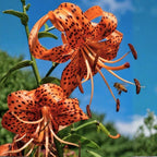 3 Tiger Lily Bulbs for Planting Outdoors, Spotted Petal Variety, Well-Rooted Plant Starters for Large Pots and Backyard Landscapes