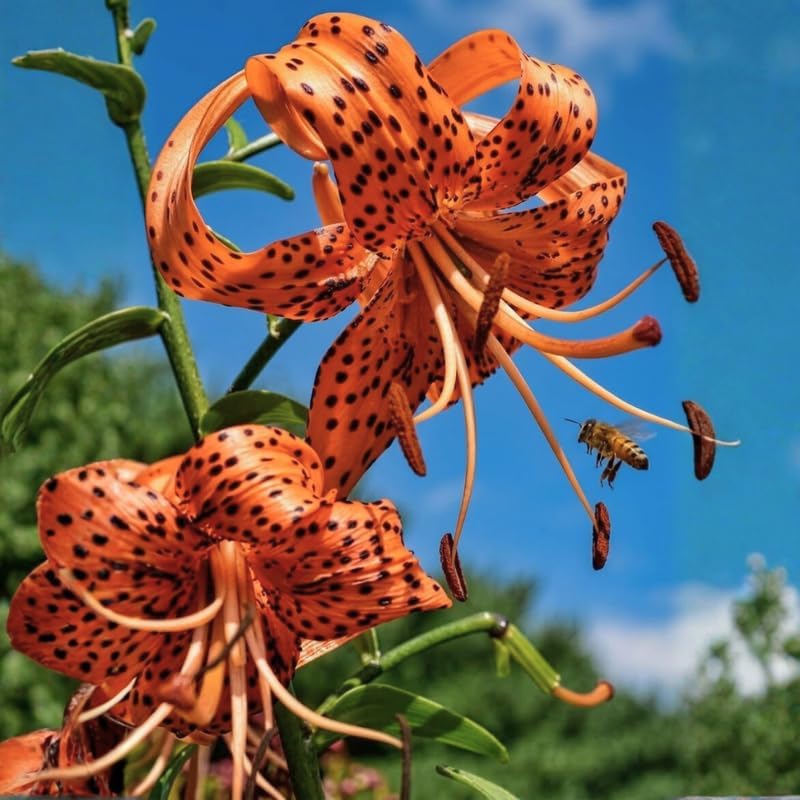 3 Tiger Lily Bulbs for Planting Outdoors, Spotted Petal Variety, Well-Rooted Plant Starters for Large Pots and Backyard Landscapes