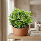 Peperomia Beetle Live Plant, 4'' Inch Pot, Easy-Care Peperomia Live Indoor Houseplant, Attractive Trailing Houseplant for Home & Office Décor