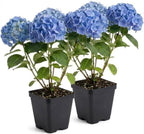 2 Nikko Blue Hydrangea Live Plants, 12-18 Inch Tall in 2.5 Inch Pot, Low Maintenance Flowering Shrub, Robust Well-Rooted Starter Plant