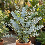 Eucalyptus Silver Dollar Plant 4 Inch Bare Root Seedlings, Low Maintenance Aromatic Evergreen, Robust Well-Rooted Starter Plants