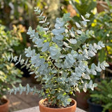 Eucalyptus Silver Dollar Plant 4 Inch Bare Root Seedlings, Low Maintenance Aromatic Evergreen, Robust Well-Rooted Starter Plants