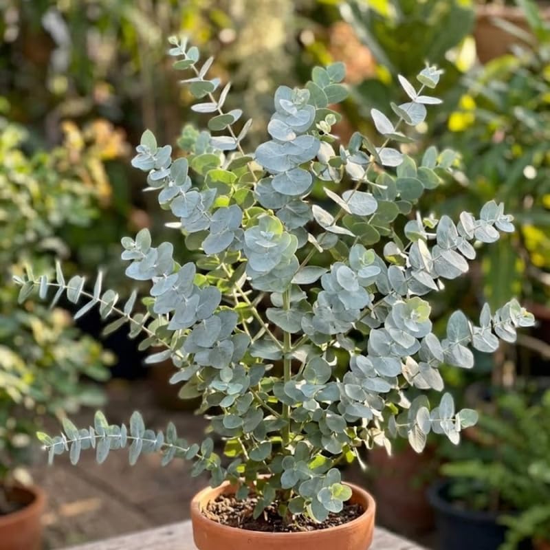 Eucalyptus Silver Dollar Plant 4 Inch Bare Root Seedlings, Low Maintenance Aromatic Evergreen, Robust Well-Rooted Starter Plants