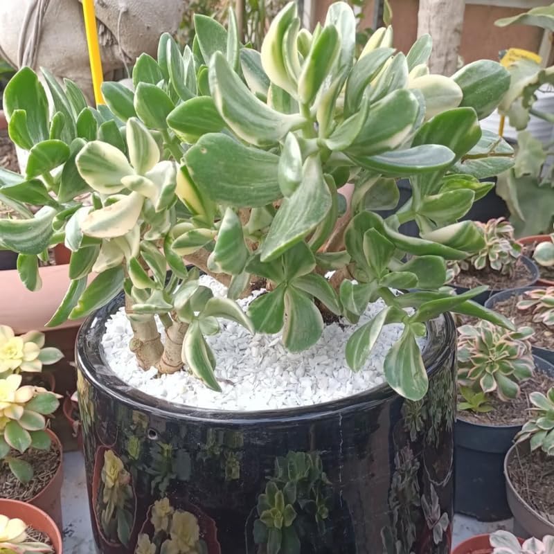 Variegated Jade Plant Live in 2" Inch Pot | Tri-Color Crassula Ovata | Small Rooted Succulent for Home & Desk Décor