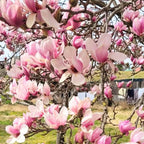 2 Jane Magnolia Trees Live Plants | Japanese Magnolia Tree Live Plant | 8–12 Inch Rooted Cutting Plants | Suitable for Yard Growing and Seasonal Flower Display