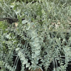 Silver Dollar Eucalyptus Plant Live, 6 Inch Tall Bare Root Seedlings, Eucalyptus Cinerea Aromatic Evergreen, Silvery Blue Foliage for Home and Garden