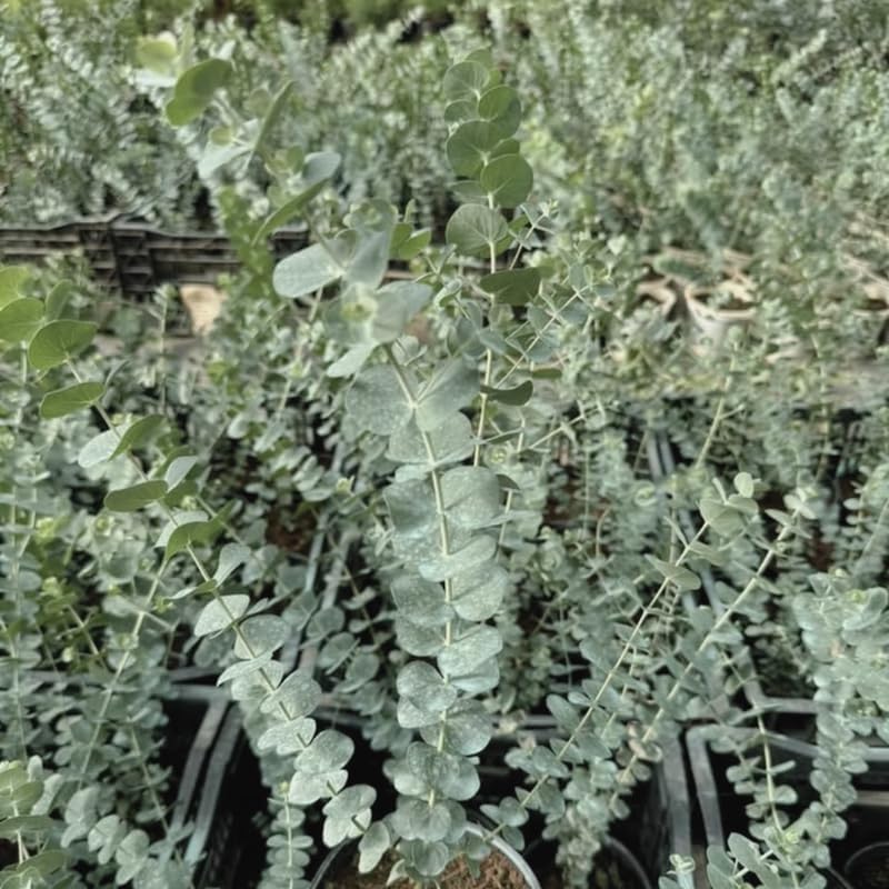 Silver Dollar Eucalyptus Plant Live, 6 Inch Tall Bare Root Seedlings, Eucalyptus Cinerea Aromatic Evergreen, Silvery Blue Foliage for Home and Garden