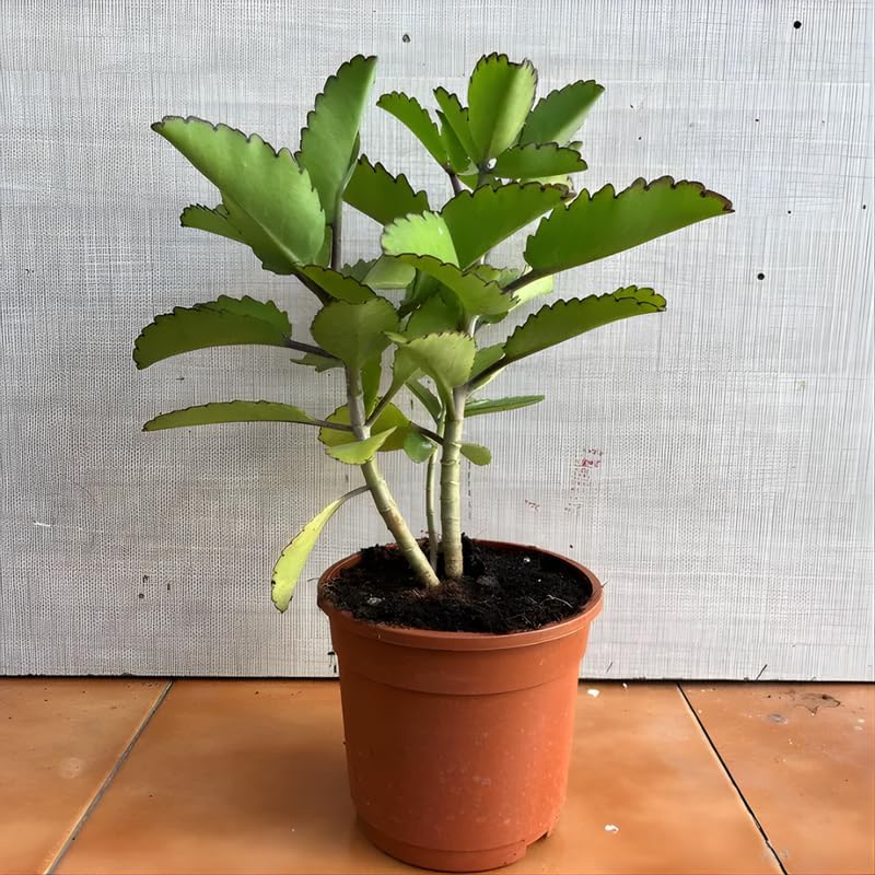 Mother of Thousands Live Plant in 2" Inch Pot | Kalanchoe Succulent Houseplant | Easy-Grow Mother of Thousands Plant for Home & Office Déco