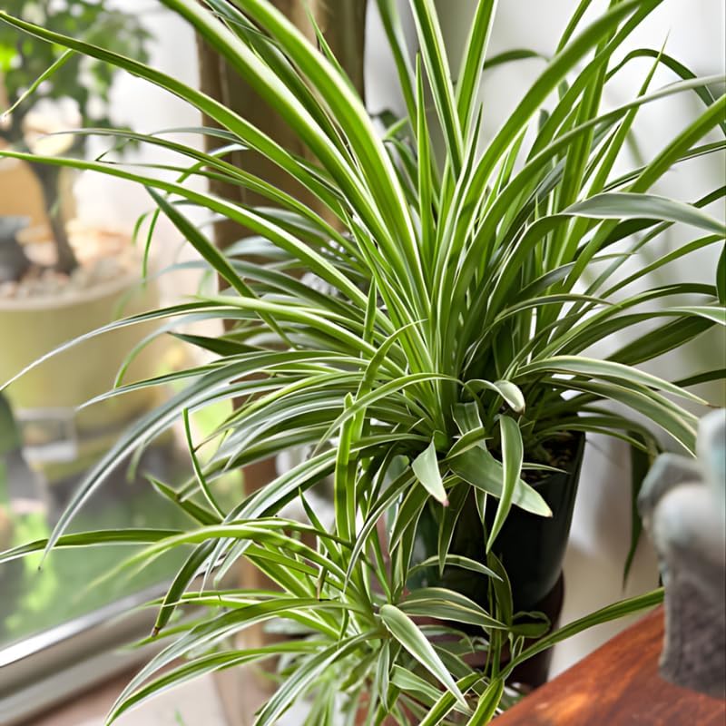 Curly Spider Plant Live in 4 Inch Pot, Live Spider Plants Indoor, Air-Purifying, Low Maintenance, Perfect for Home and Office Décor, Easy Care Starter Plants