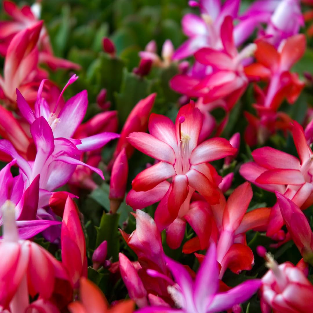Purple Christmas Cactus Plant Live | 3 to 4 Inch Tall Indoor Decorative Plant for Home & Office | Live Christmas Cactus Plants Houseplants | Christmas Hanging Baskets for Outdoors