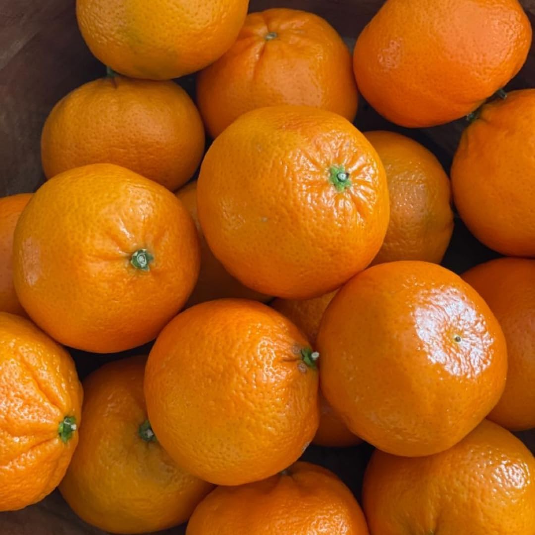 (No Ship to CA,HI,AK) Hamlin Orange Trees Live Plants| 1 Gallon Live Potted Citrus Plant | Sweet Juicy Fruit Tree for Indoor & Outdoor Spaces