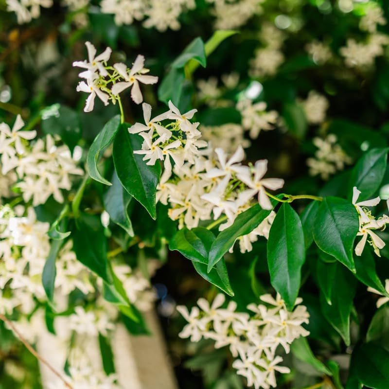 Confederate Jasmine Live Plant, 8 Inch Tall Starter, Fragrant White Flowering Vine for Trellises and Fences