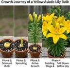 Yellow Asiatic Lily Bulbs, Set 8 Lilly Bulbs for Planting Outdoors, Well-Rooted Plant Starters, Vibrant Yellow Bloom Starters for Home Landscapes and Pots