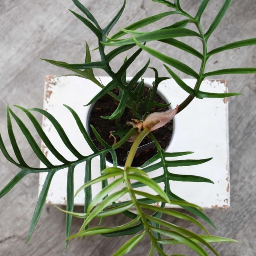 Philodendron Tortum Live Plant in 4 Inch Pot, Rare Style Indoor Plant for Tabletop Display, Gifting and Houseplant Collections