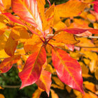 Black Tupelo Trees Live Plant (Set of 5), Black Gum Tree – 6 to 12 Inch Live Seedlings | Vibrant Red Fall Foliage | Hardy American Native Shadign Tree