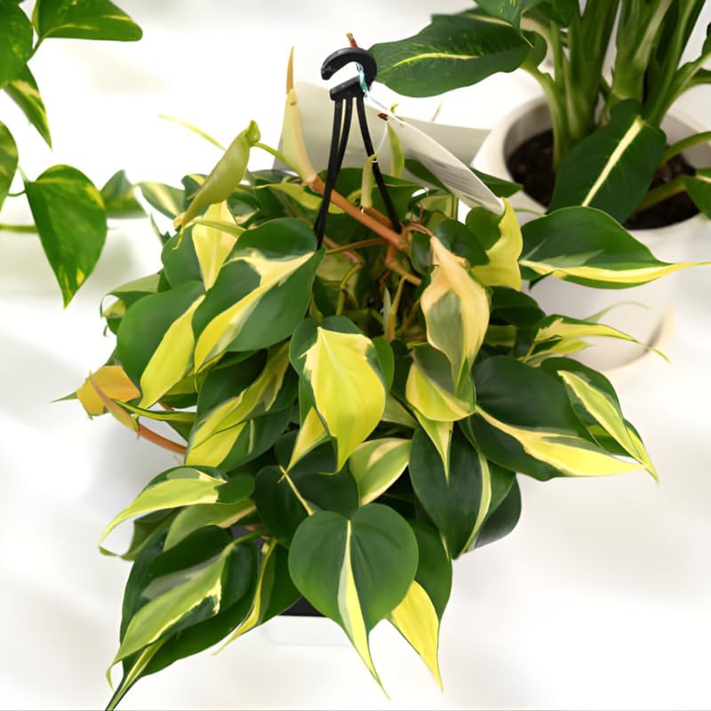 Philodendron Cordatum Brasil, 4" Pot, Heartleaf Philodendron Plant Live, Trailing Philodendron Live Plant for Home Decor, Shelves and Hanging Displays
