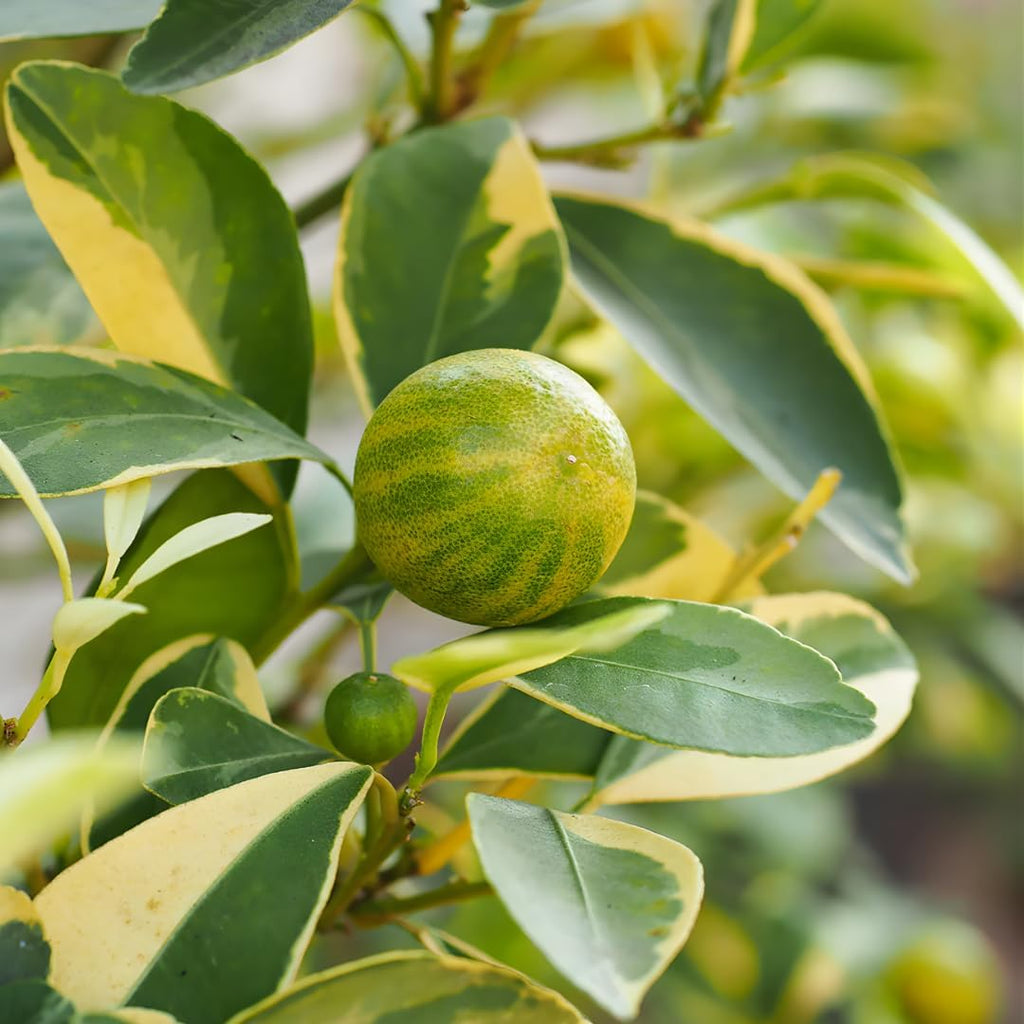 Pink Lemon Trees Live Plants | 2.5–3 Ft Live Citrus Plant | Hardy Edible Fruit Tree for Containers, Patios & Backyard Gardens | No Ship to CA,HI,AK