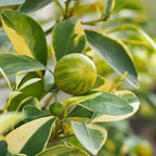 Pink Lemon Trees Live Plants | 2.5–3 Ft Live Citrus Plant | Hardy Edible Fruit Tree for Containers, Patios & Backyard Gardens | No Ship to CA,HI,AK