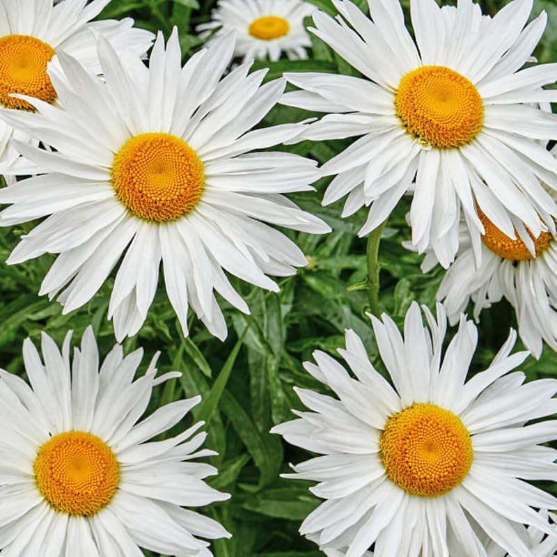2 Ox-Eye Daisy Plants Live for Planting, 3-Inch Pot, Established Live Flowering Plant, Drought Tolerant White Daisy for Sun and Borders