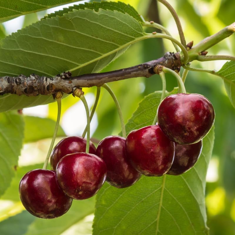 (No Ship to CA,HI,AK) Cherry Tree – Stella Cherry, 2-3 Ft Tall in 3 Gal Container, Cold-Hardy Edible Fruit Tree for Large Pots and Landscapes