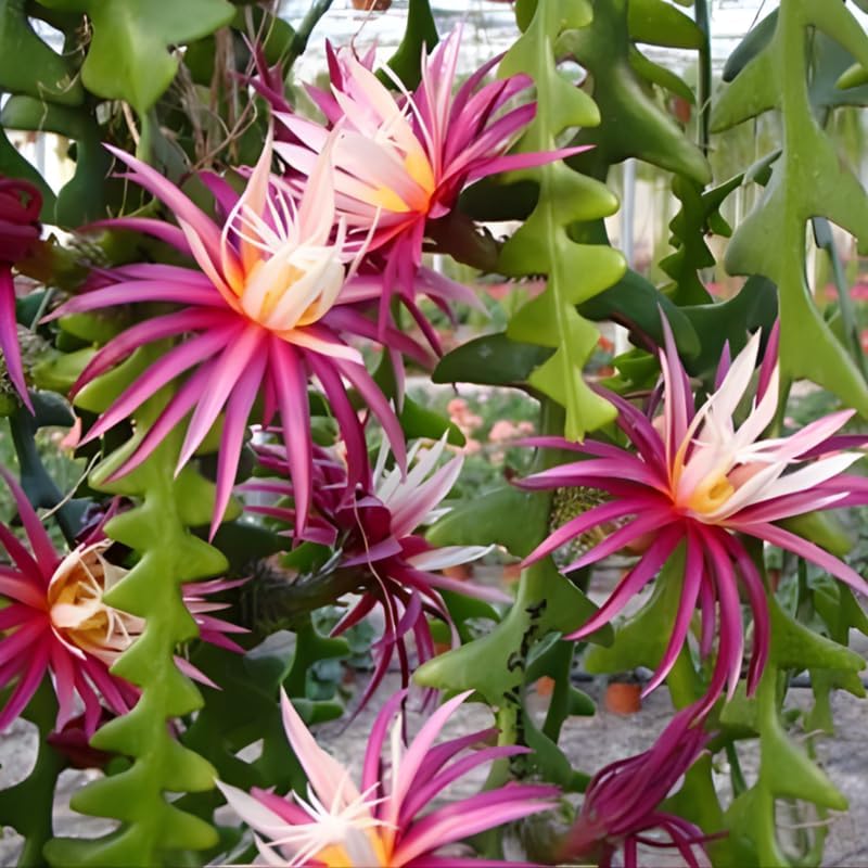 Fishbone Cactus Live Plant in 3" Inch Pot | Eye-Catching RIC Rac Foliage | Beginner-Friendly Indoor Houseplant for Modern Home and Office Décor