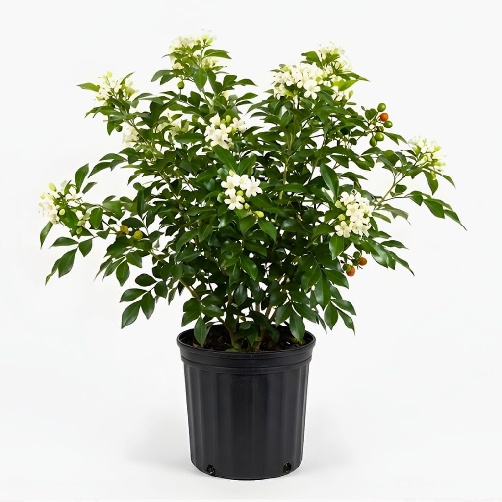(No Ship to CA, HI, AK) Orange Jasmine Live Plant | Jasmine Flower Plant in 3 Gallon Pot | 30–36 Inch Tall | Ideal for Gardens, Patios & Landscape Planting