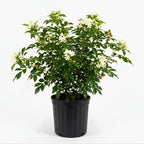 (No Ship to CA, HI, AK) Orange Jasmine Live Plant | Jasmine Flower Plant in 3 Gallon Pot | 30–36 Inch Tall | Ideal for Gardens, Patios & Landscape Planting
