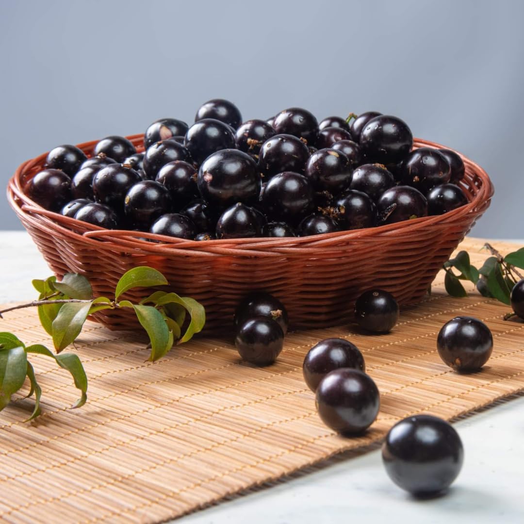 Jaboticaba Tree Live Plant | Jabuticaba Plant for Planting | 2.5–3 Ft Live Potted Tropical Fruit | Compact Sweet Berry Tree for Gardens Balconies & Yards | No Ship to CA,HI,AK