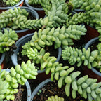2 Succulent Plants, Donkey Tail Succulent Plants Live in 2 Inch Pot, Plant for Home Office, Wedding Hanging Decoration & DIY Projects