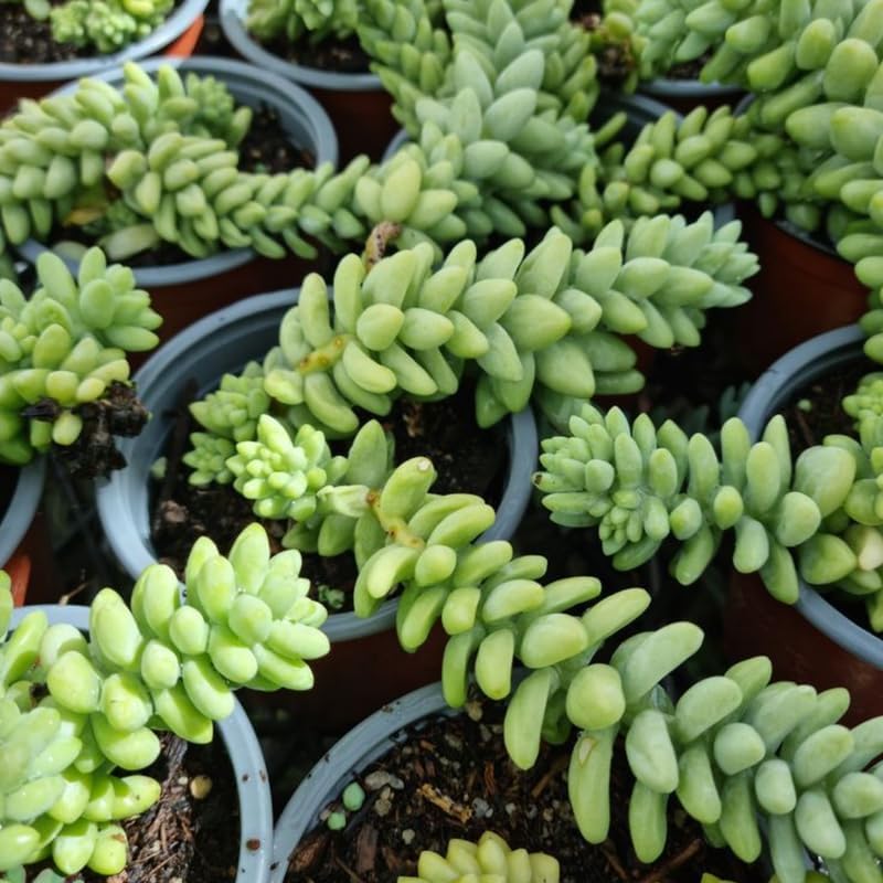 2 Succulent Plants, Donkey Tail Succulent Plants Live in 2 Inch Pot, Plant for Home Office, Wedding Hanging Decoration & DIY Projects