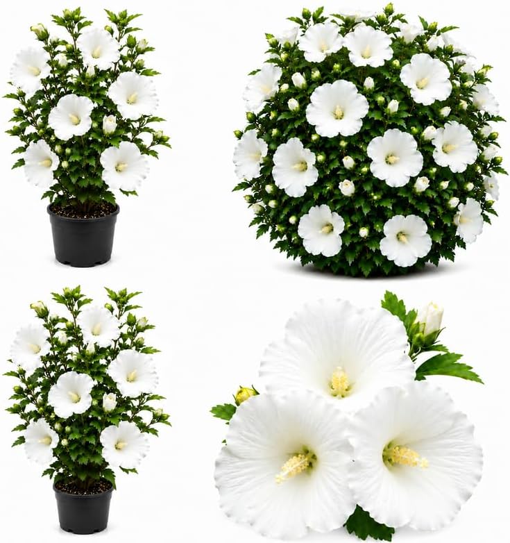 2 White Rose of Sharon Tree Live Plants, 8-12" Tall in Quart Pot Althea Live Plant, Hibiscus Plant, Vibrant Perennial Flowering Vine for Yards, Hedges, Borders, and Landscape Design