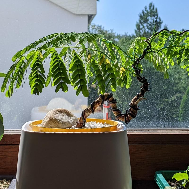 2 Honey Locust Native Seedlings | Honey Locust Tree Live Plants | 1–2 Feet Tall Seedling Trees | Ideal for Yard Planting and Landscape Use