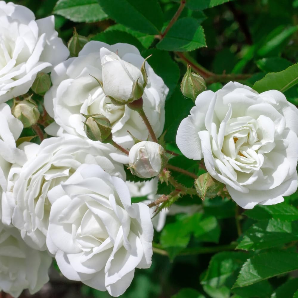 Pink Climbing Roses Live Plant 10-14" Tall in Large Pot, Heirloom Climbing Rose Bush, Fragrant High-Yielding Perennial Flowering Vine for Trellis & Fence