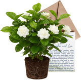 Jasmine Plant Live - Grand Duke Jasmine | 4–5 Inch Tall | Jasmine Plant Indoor Live with White Blooms | Easy-Care Jasmin Plant for Home Decoration | Ideal for Living Spaces & Plant Collections