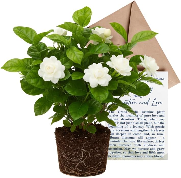 Jasmine Plant Live - Grand Duke Jasmine | 4–5 Inch Tall | Jasmine Plant Indoor Live with White Blooms | Easy-Care Jasmin Plant for Home Decoration | Ideal for Living Spaces & Plant Collections