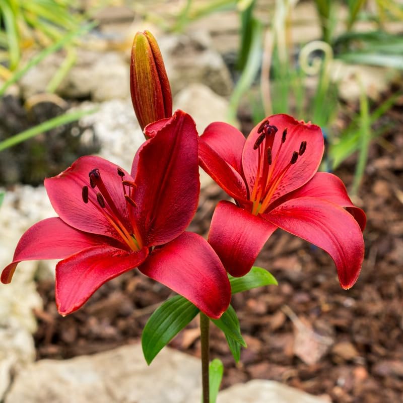 Lilly Bulbs for Planting, Set 4 Red County Asiatic Lily Bulbs, Live Flowering Plant Bulbs, Rare Red Lily Starters for Backyard and Garden Rows