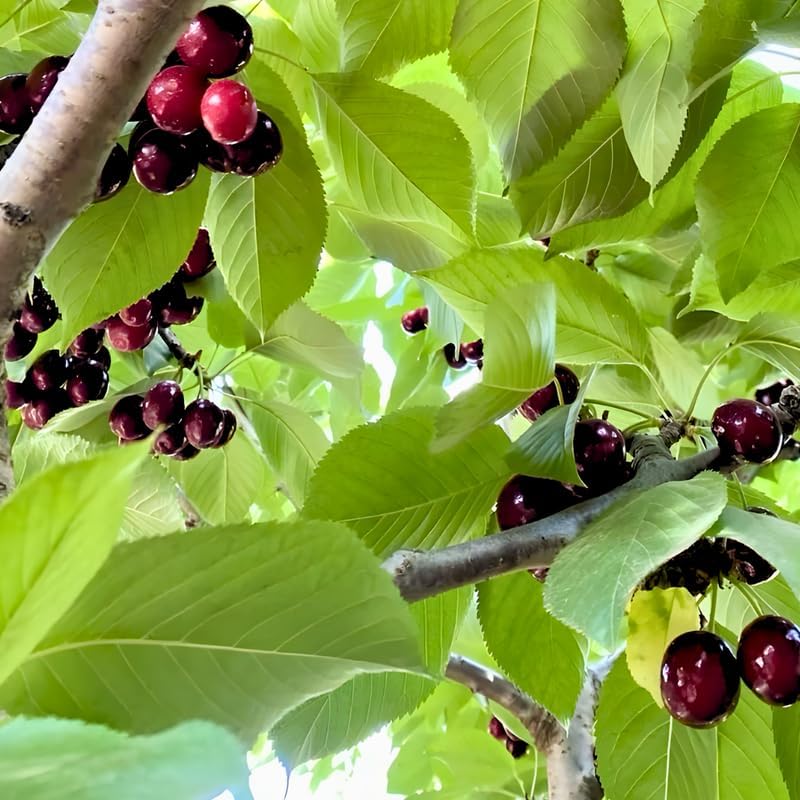 2 Live Black Cherry Tree for Planting 6–12 Inches Tall | Sweet Cherry Plant Live for Outdoor Garden Planting, Backyard Use & Landscape Design