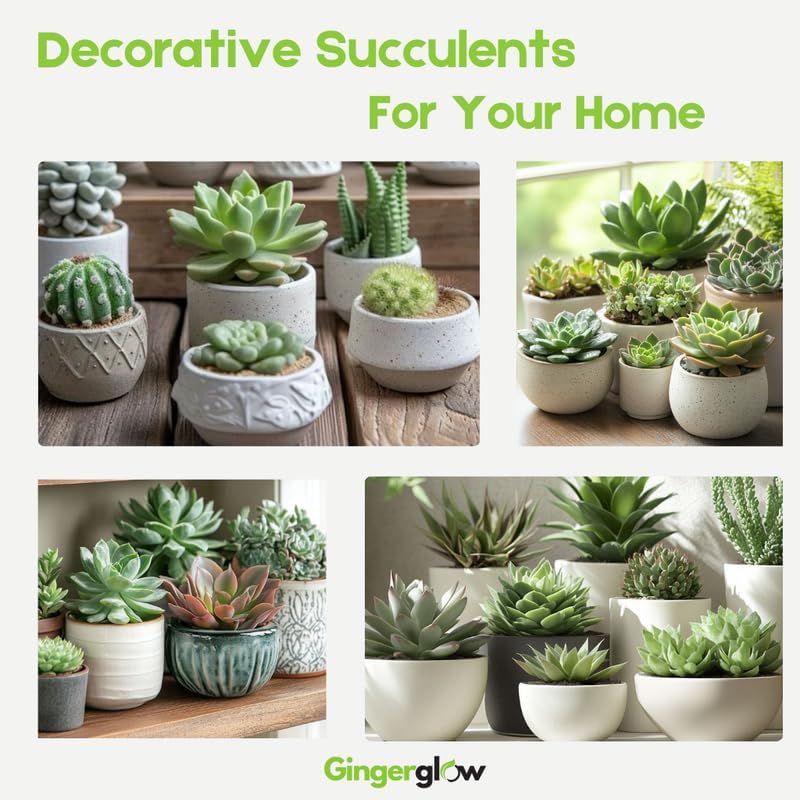 6 Unique Succulent Plant Pack Collection, Live Mini Succulent Plants in 2 Inch Pot, Mixture of Colors & Textures, Birthday and Wedding Party Gifts