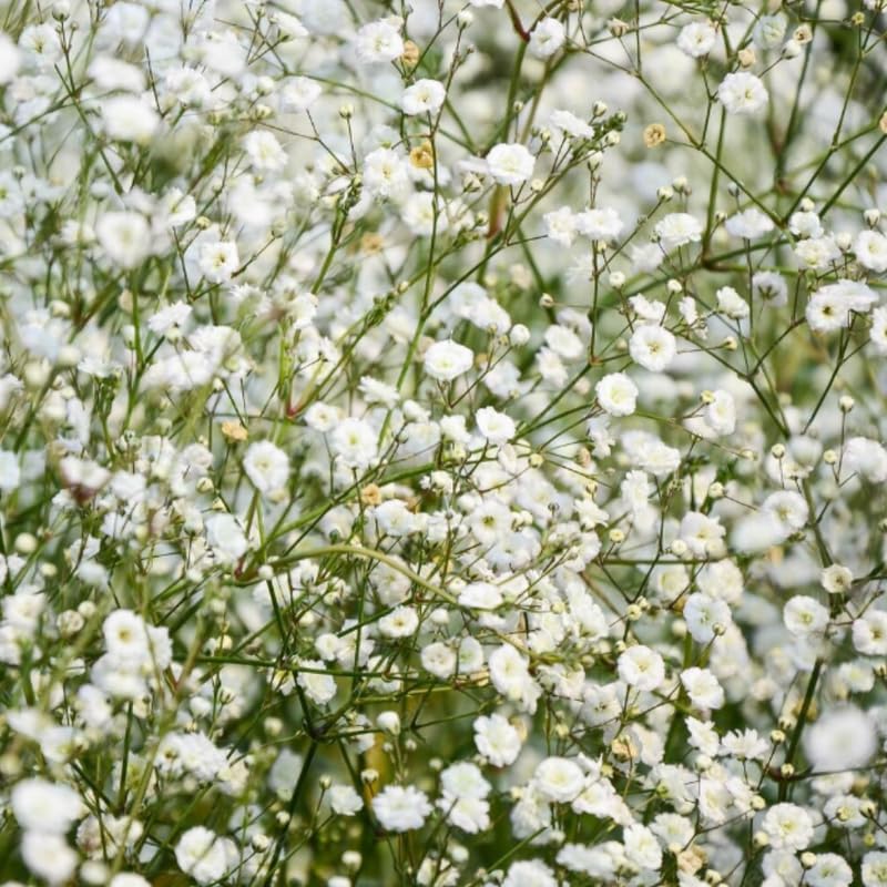 2 Baby's Breath Plants Live, Gypsophila Paniculata Starter, 3-4" Tall, High-Energy Plant for Mass Plantings and Rock Gardens