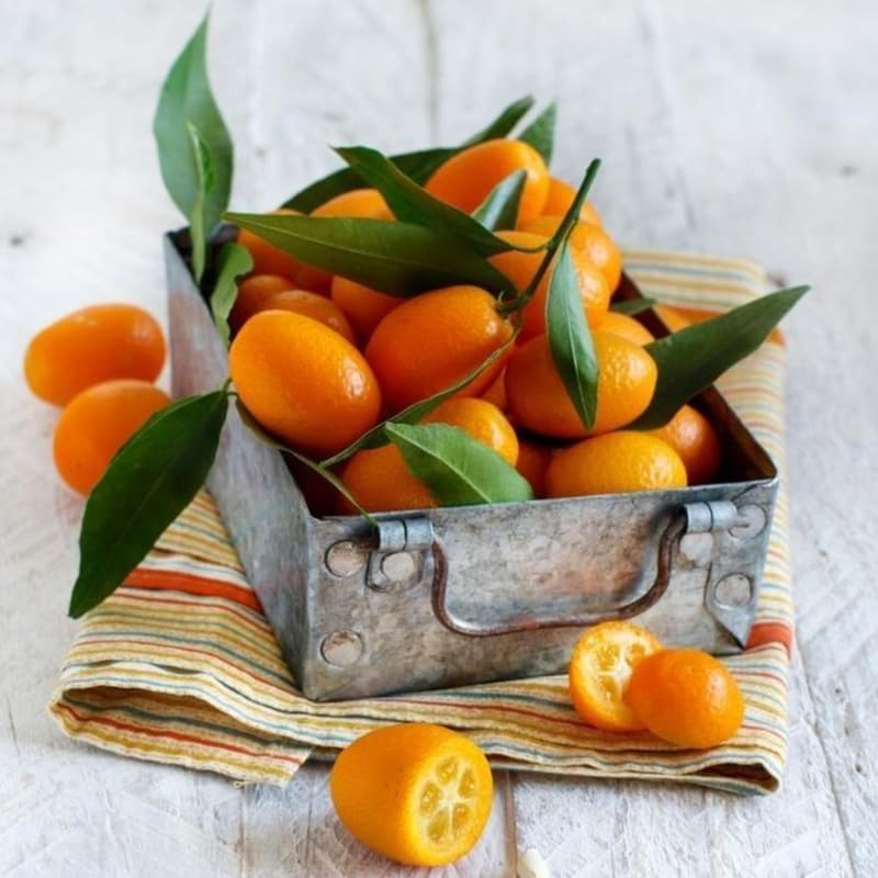 Live Meiwa Kumquat Tree 3 Ft Tall | Productive Sweet Citrus Fruit Tree | Fresh Kumquats for Planting | Ideal for Backyard & Patio Containers