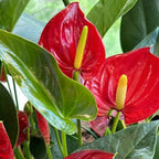Anthurium Live Plant - Red Anthurium, Aturios Planta Viva in 4 Inch Pot, Air Purifying Flowering Indoor Houseplant, Home, Room, or Office Décor, Easy to Grow