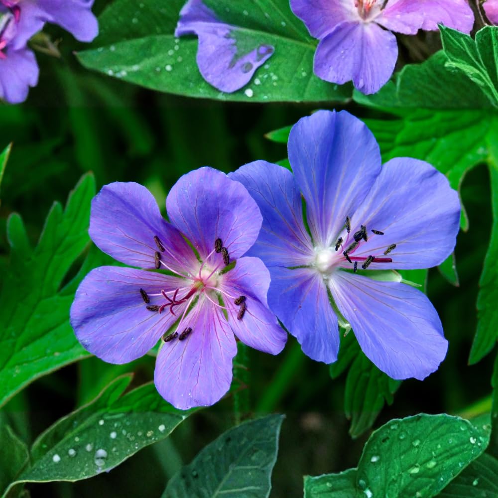 5 Wild Geranium Roots, Well-Rooted Maculatum, Low Maintenance Flowering Groundcover for Sun or Shade, Vigorous Growth Habit