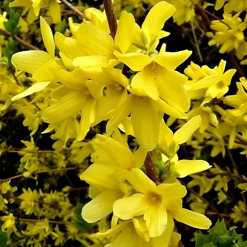 2 Forsythia Plant Live | Hardy Forsythia Bush Plants | 1–2 Ft Tall Evergreen Shrubs | Suitable for Garden Screening and Yard Landscaping