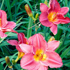 10 Wild Daylily Plants Live Roots, Fast Growing, Hardy Perennial Flowers, Ideal for Border Gardens, Beds & Outdoor Landscaping