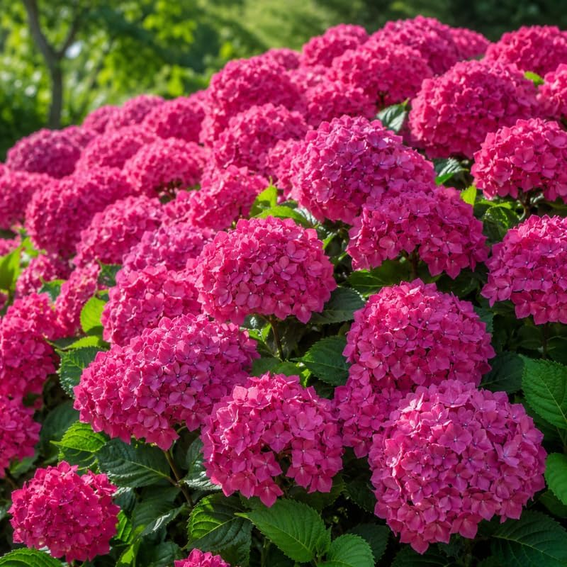 Hydrangea Plant Live, French Hydrangea Macrophylla, 4-6 Inch Tall, Grow Robust Bigleaf Mophead Flowers for Landscapes