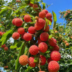 Live Mauritius Lychee Mauritius Tree | 2.5–3 Ft Tall Potted Plant | Hardy Fruit-Bearing Tropical Tree for Indoor or Outdoor Growing | No Ship to CA,HI,AK